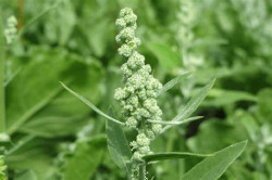 Chenopodium Oil