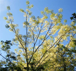 Phellodendron
