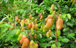 Griffonia Simplicifolia