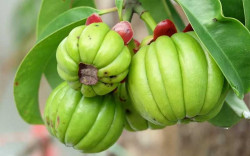 Garcinia