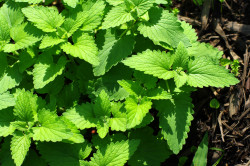 Catnip