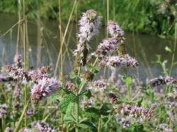 English Horsemint