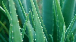 Aloe