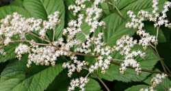 Meadowsweet