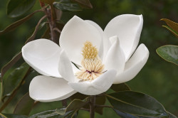 Magnolia