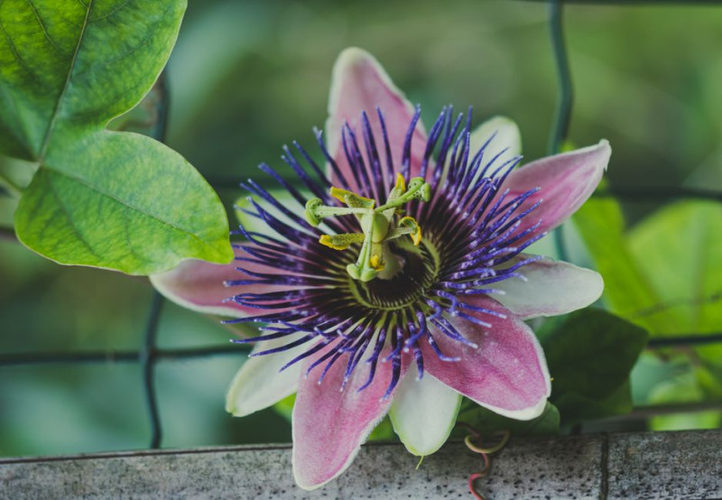 Can You Take Passionflower With Lorazepam?