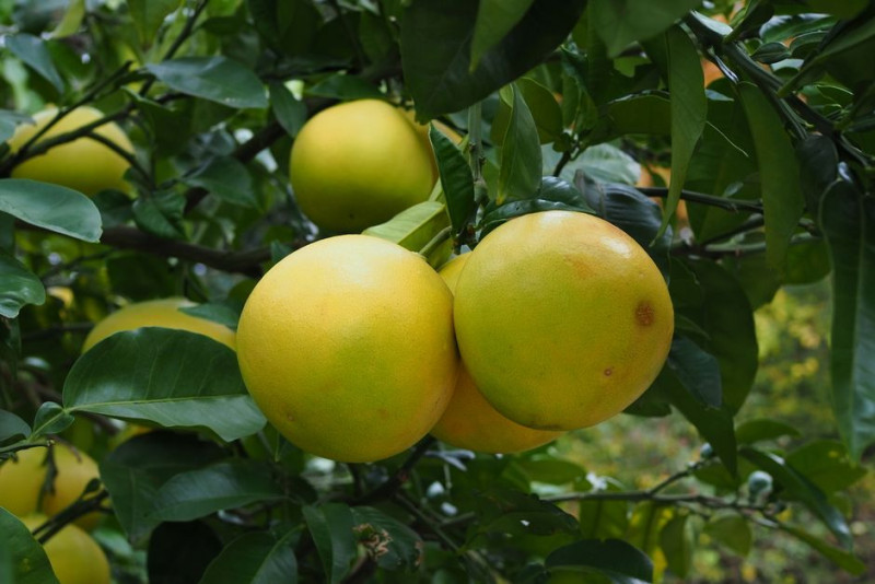 Red Yeast Rice vs. Bergamot for Cholesterol: Which Works Better?