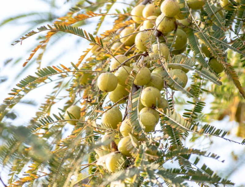 Can You Take Amla With Lisinopril and Verapamil?
