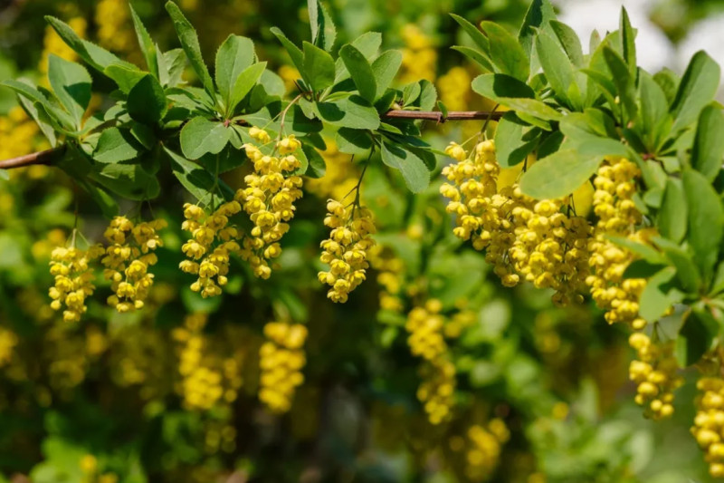 Can You Take Berberine With Methotrexate?