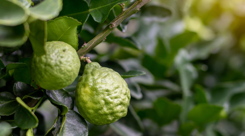 Bergamot With Eliquis Interaction Discussion