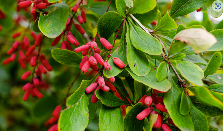 Can You Take Phentermine With Berberine?
