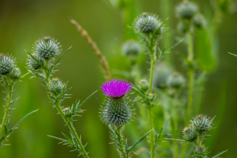 Can You Take Milk Thistle With Candesartan?