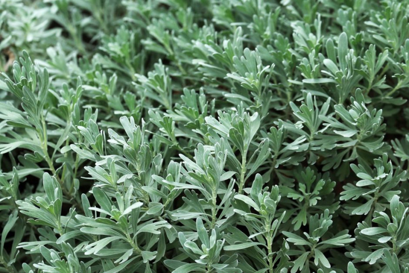 Is It Safe to Take Wormwood With Eliquis (Apixaban)?